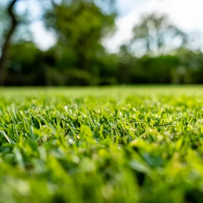 healthy green lawn