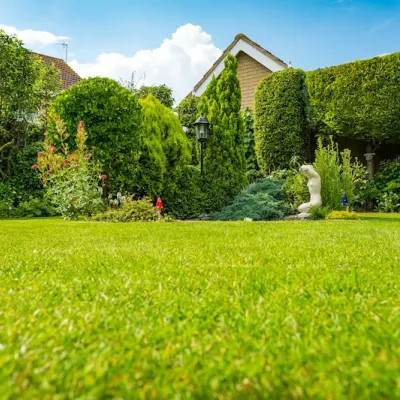 tree and shrub care